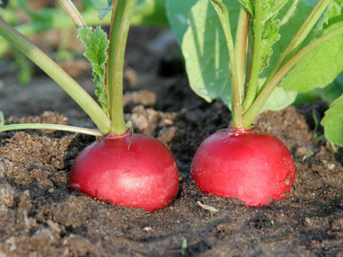 Health benefits of radishes